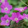 Bishop's Form Heronsbill (Erodium) -Garden Care Sale erodium bishops form 1