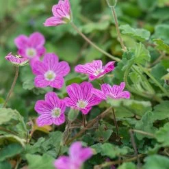 Bishop's Form Heronsbill (Erodium) -Garden Care Sale erodium bishops form 2