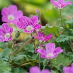Bishop's Form Heronsbill (Erodium) -Garden Care Sale erodium bishops form 3