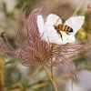 Apache Plume (Fallugia) 1 Apache Plume (Fallugia) -Garden Care Sale fallugia paradoxa bee seed head cropped