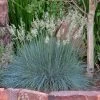 Siskiyou Blue Fescue Grass 1 Siskiyou Blue Fescue Grass -Garden Care Sale festuca idahoensis siskiyou blue 4
