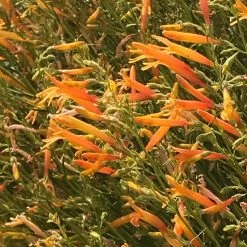 FlowerKisser® Citrus Surprise Penstemon -Garden Care Sale flowerkisser citrus surprise penstemon 2