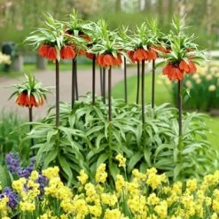 Garden Care Sale -Garden Care Sale fritillariared3