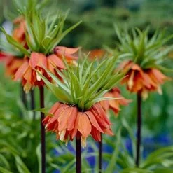 Garden Care Sale 9 Red Crown Imperial