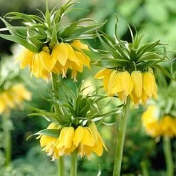 Yellow Crown Imperial -Garden Care Sale fritillariayellow1 1