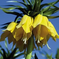 Yellow Crown Imperial -Garden Care Sale fritillariayellow 1