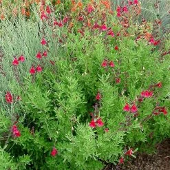 Furman's Red Texas Salvia -Garden Care Sale furmans red texas salvia