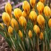 Fuscotinctus Snow Crocus -Garden Care Sale fuscotinctus snow crocus