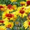 Amber Wheels Gaillardia 1 Amber Wheels Gaillardia -Garden Care Sale gaillardia aristida amber wheels 3