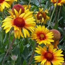 Amber Wheels Gaillardia 7 Amber Wheels Gaillardia -Garden Care Sale gaillardia aristida amber wheels 4