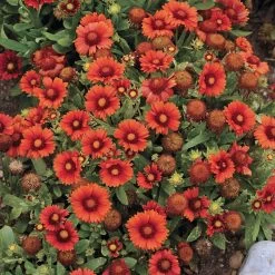 Arizona Red Shades Gaillardia -Garden Care Sale gaillardia arizona red shades flowers