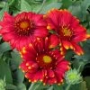 Arizona Red Shades Gaillardia -Garden Care Sale gaillardia grandiflora az red shades close up of flwrscc 1