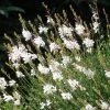 Intermountain Beauty Gaura -Garden Care Sale gaura lindheimeri intermountain white appleblossom grass