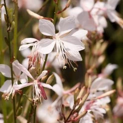Snow Fountain Gaura -Garden Care Sale gaura lindheimeri snowfountain bloom