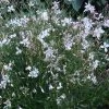 Snow Fountain Gaura -Garden Care Sale gaura snow fountain 003 plant haven