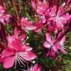 Whiskers Deep Rose Gaura -Garden Care Sale gaura whiskers deep rose 2 1
