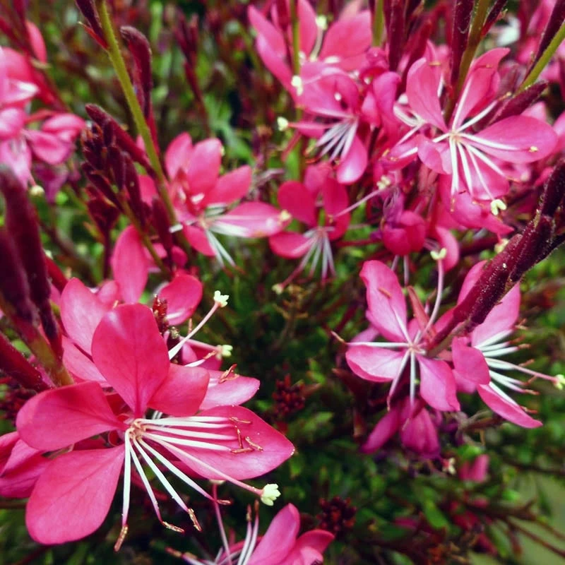 Whiskers Deep Rose Gaura 3 Whiskers Deep Rose Gaura