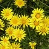 Colorado Gold® Gazania -Garden Care Sale gazania linearis colorado gold treassure flower