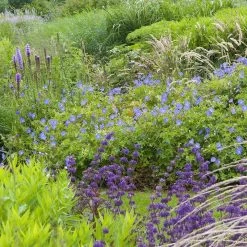 Johnson's Blue Geranium -Garden Care Sale geranium johnsons blue in garden cropped 19