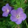 Johnson's Blue Geranium -Garden Care Sale geranium johnsons blue paul drobot