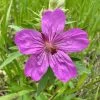 Sticky Geranium -Garden Care Sale geranium viscosissimum 1