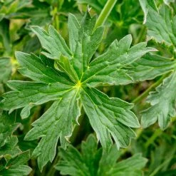 Sticky Geranium -Garden Care Sale geranium viscosissimum 2