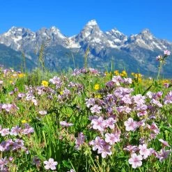 Sticky Geranium -Garden Care Sale geranium viscosissimum 4