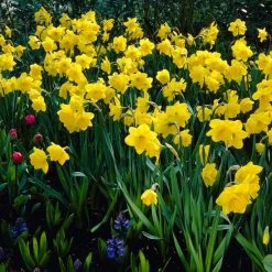 Gigantic Star Large Cupped Daffodil 6 Gigantic Star Large Cupped Daffodil -Garden Care Sale gigantic star daffodil visi11800