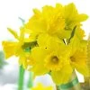 Gigantic Star Large Cupped Daffodil -Garden Care Sale gigantic star daffodil narcissus cropped