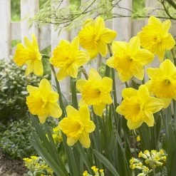 Gigantic Star Large Cupped Daffodil 7 Gigantic Star Large Cupped Daffodil -Garden Care Sale gigantic star daffodil narcissus cropped 1