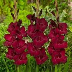 Espresso Gladiolus -Garden Care Sale gladiolus espresso flowers garden