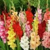 Rainbow Gladiolus Mix 2 Rainbow Gladiolus Mix -Garden Care Sale gladiolusmix5 1