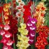 Parrot Gladiolus Mix -Garden Care Sale gladiolusparrotmix1 1