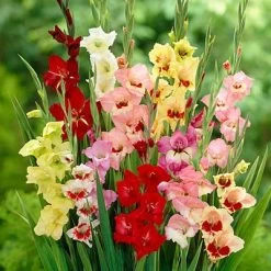 Parrot Gladiolus Mix -Garden Care Sale gladiolusparrotmix 1