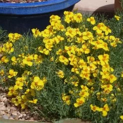 Gold On Blue Prairie Zinnia -Garden Care Sale gold on blue prairie zinnia
