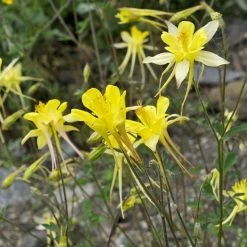Golden Spur Columbine -Garden Care Sale golden spur columbine aquilegia