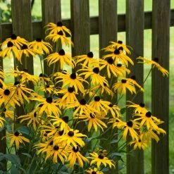 Goldsturm Black Eyed Susan -Garden Care Sale goldstrum black eyed susan 2