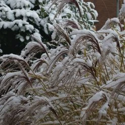 Gracillimus Miscanthus Grass 15 Gracillimus Miscanthus Grass -Garden Care Sale gracillimus miscanthus grass
