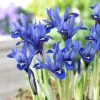 Harmony Specie Iris (Mini Iris) -Garden Care Sale harmony mini iris specie iris 1