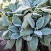 Silver Carpet Lamb's Ear -Garden Care Sale hbltm51 der woll ziest wollziest silver carpet eselsohren lat. stachys byzantina 07 2