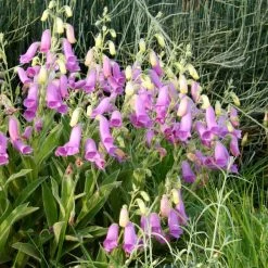 Spanish Peaks® Foxglove -Garden Care Sale hblvz51 digitalis thapsi spanish peaks 2
