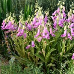 Spanish Peaks® Foxglove -Garden Care Sale hblvz51 digitalis thapsi spanish peaks
