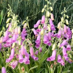 Spanish Peaks® Foxglove -Garden Care Sale hblvz51 digitalis thapsi spanish peaks 3