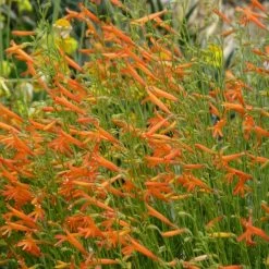 Luminous Pineleaf Penstemon -Garden Care Sale hcg 2016 plantoftheyear penstemon pinifolius luminous close up 1 2