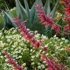 Glowing Embers® Agastache -Garden Care Sale hcg agastache glowing embers agave havardiana melampodium 1 1