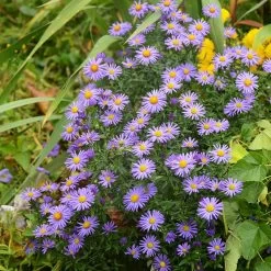Native Dry Area Wildflower Seed Mix -Garden Care Sale hcg dry area mix aster