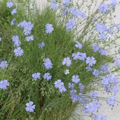 Native Dry Area Wildflower Seed Mix -Garden Care Sale hcg dry area mix flax