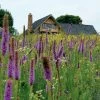 High Country Meadow Native Wildflower Seed Mix -Garden Care Sale hcg meadow native mix 2