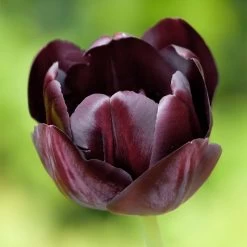 Queen Of The Night Single Late Tulip -Garden Care Sale hcg single late tulip queen of the night