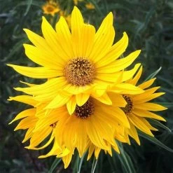 Santa Fe Maximilian's Sunflower (Helianthus) -Garden Care Sale hcgsp15jackganse 23526409 helian